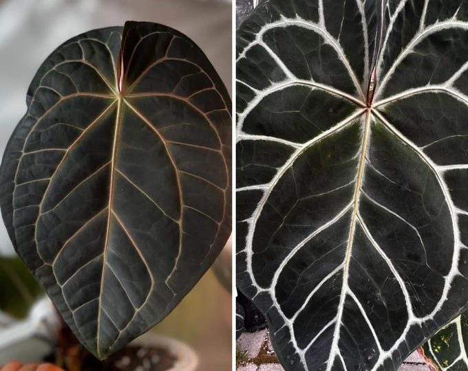Anthurium (black Widow X Michelle ) X Brielle Red Crystal 3-4 Leaf ...