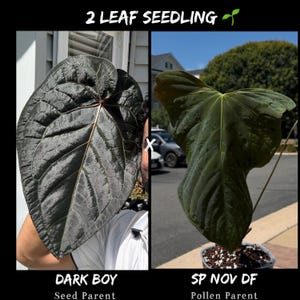 Sp Nov Anthurium - Etsy