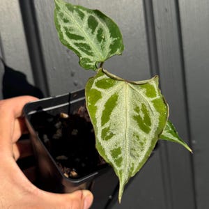 Anthurium Kos X Red Crystal - Etsy