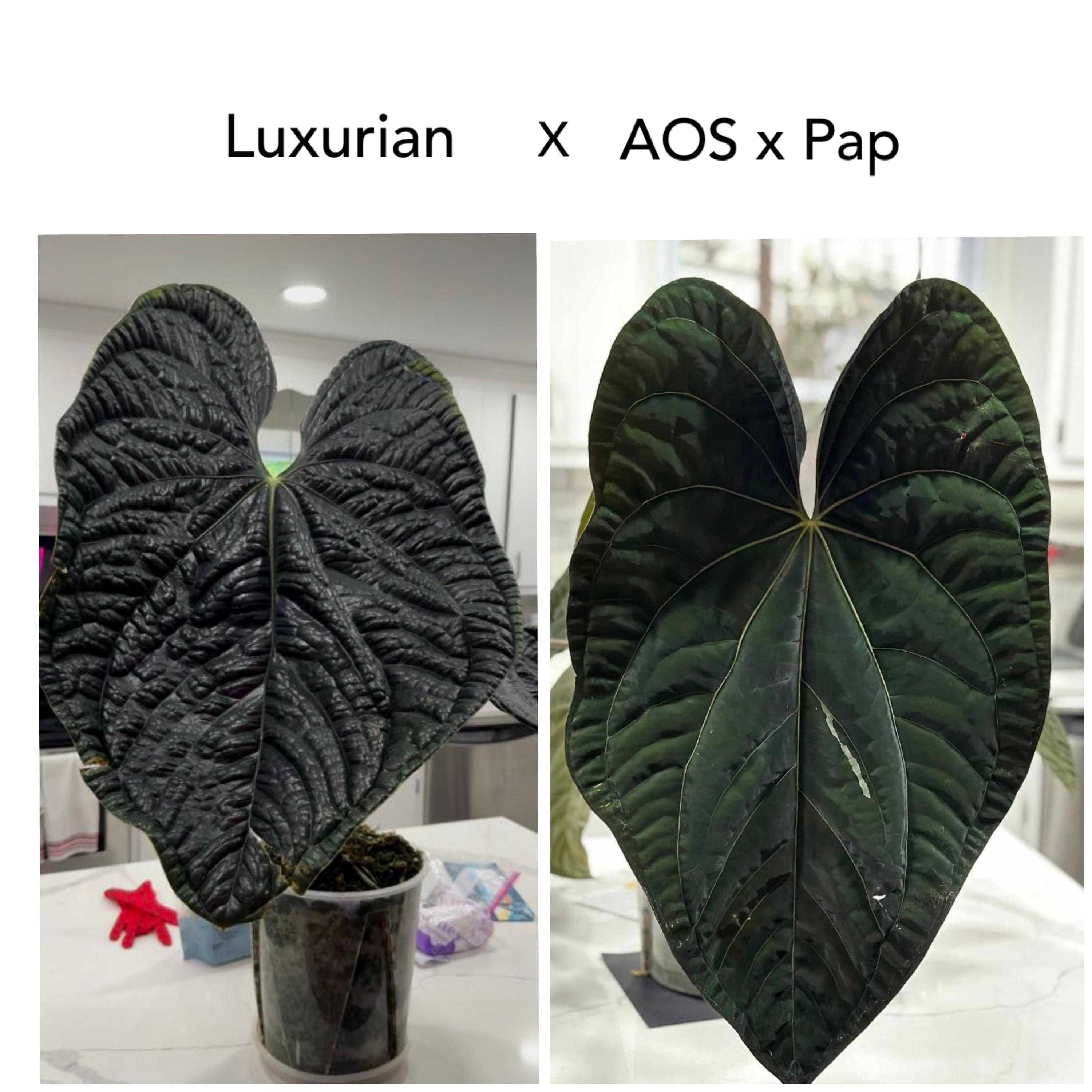 Anthurium AOS x Luxurians – Safa Plant Co