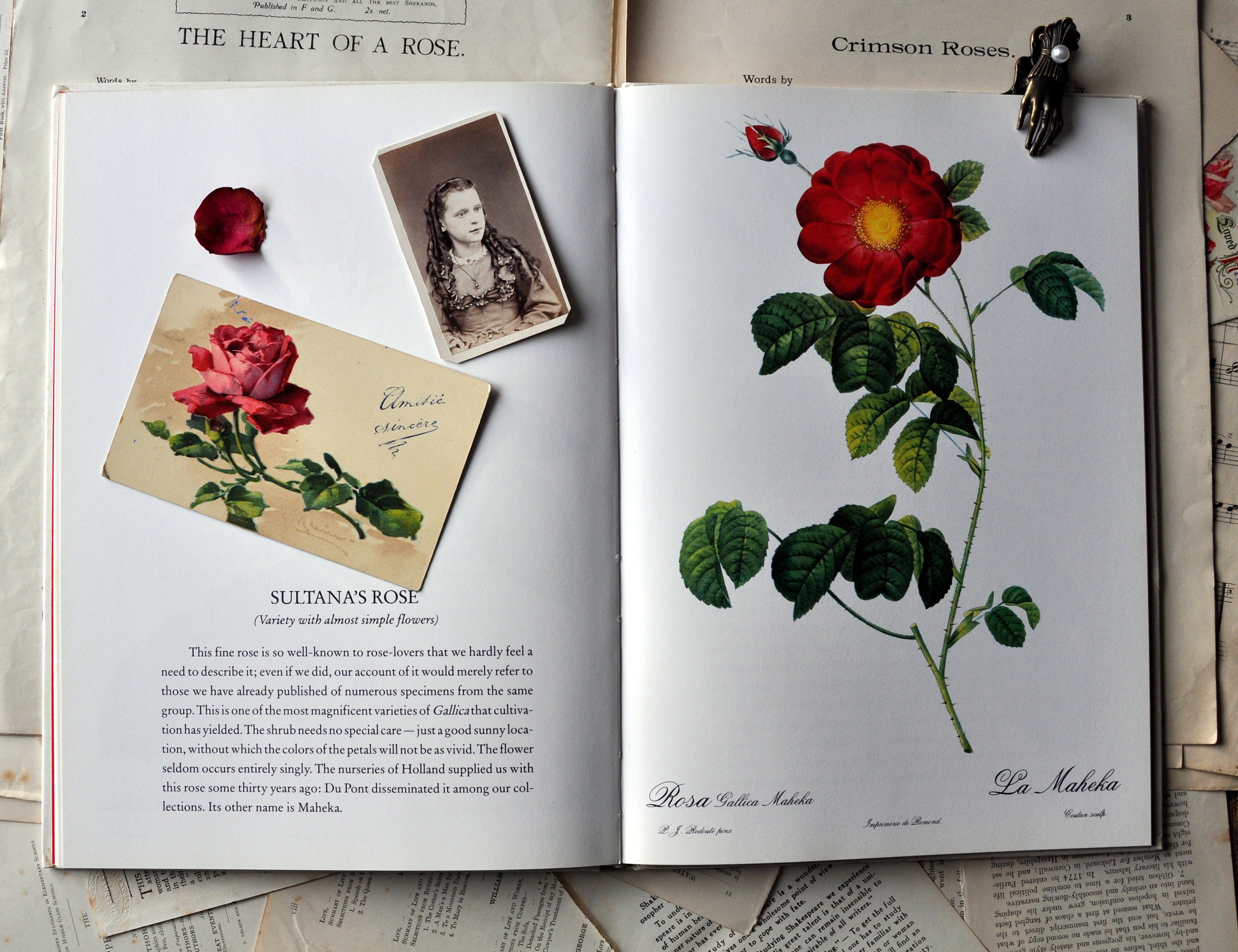 Redouté Roses Vintage Book /watercolour/flower picture image