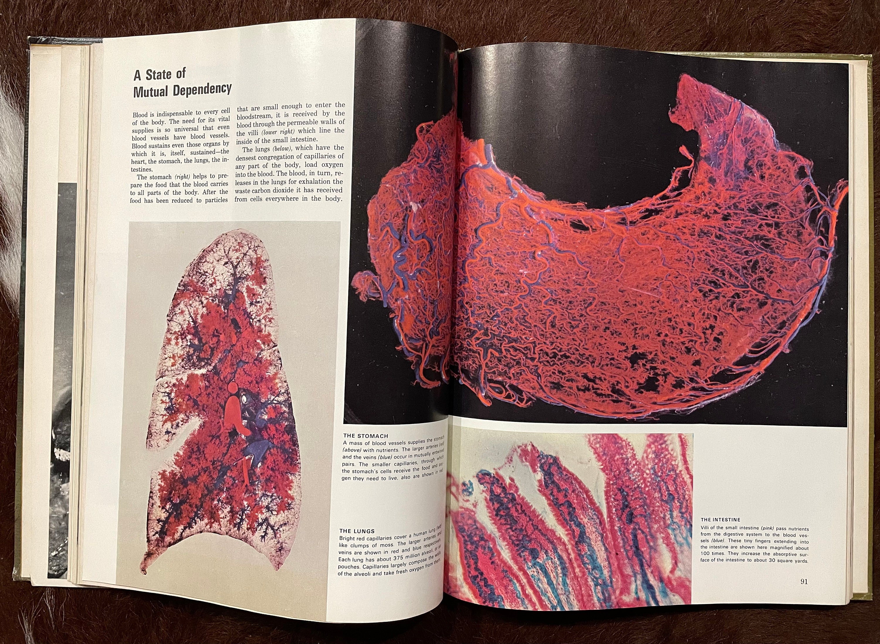Humanbiologie 1: Lerntext, Aufgaben mit Lösungen, Glossar und Zusammen –  buchparadies-ruoss, image size:3000x2196