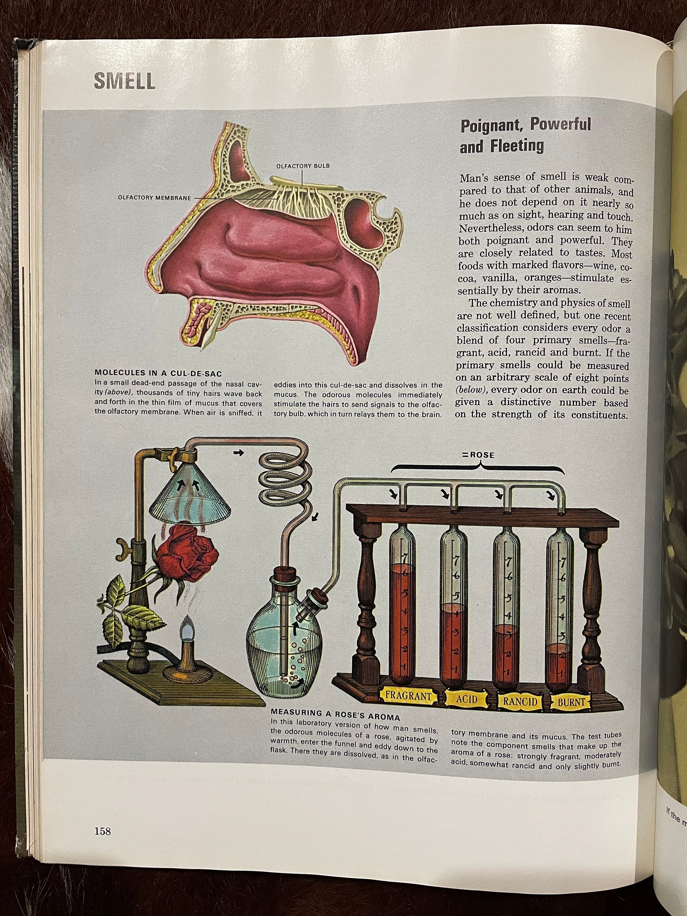 Vintage 1960er Jahre LIFE Wissenschaftsbibliothek Hardcover Buch Der Körper  Retro Human Biologie 60er Jahre Alan E. Nourse Time Bücher 1968 Geschichte  Poster Dekor - Etsy Österreich, image size:2250x3000
