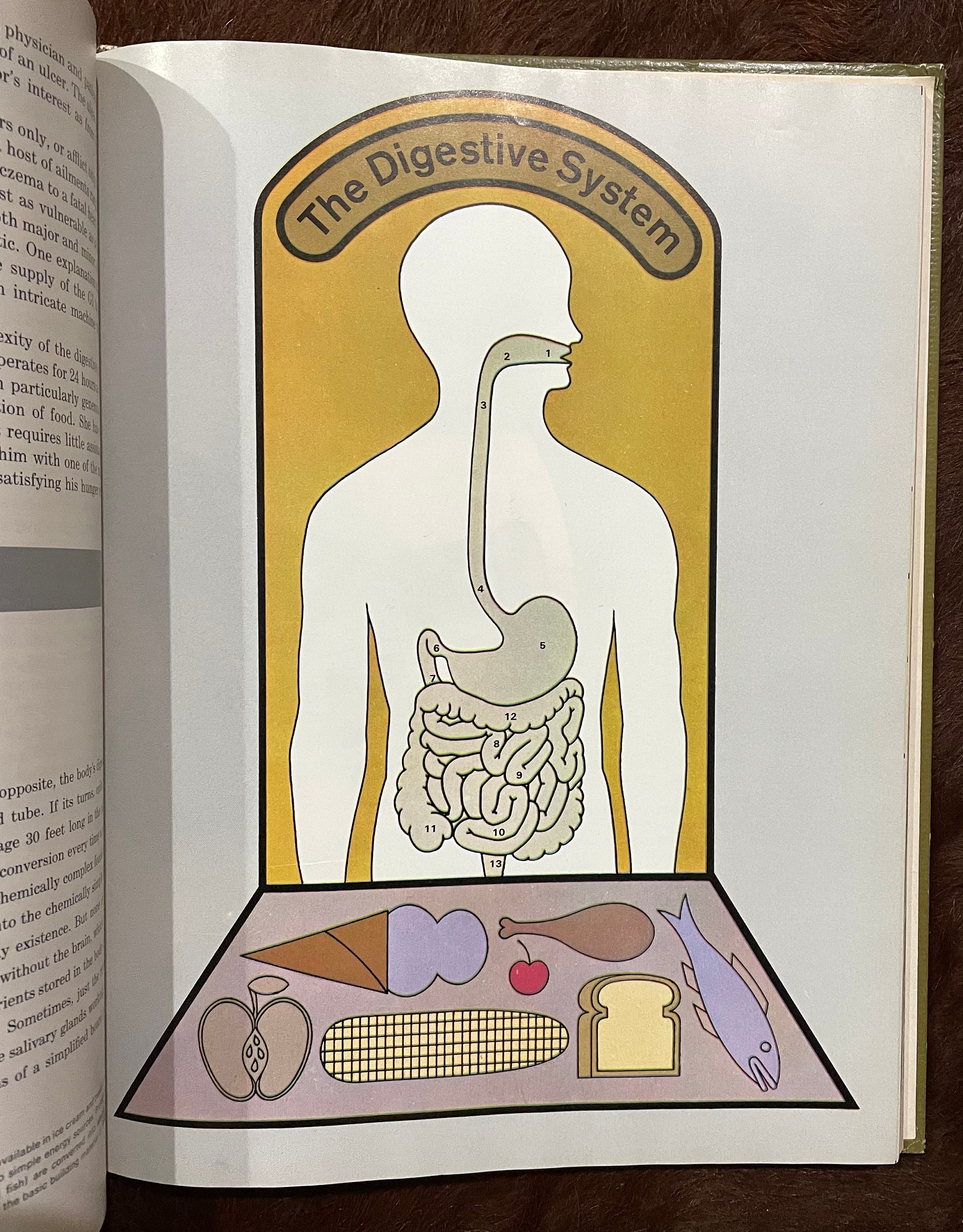 Anthropologie: Einführendes Lehrbuch | SpringerLink, image size:2346x3000