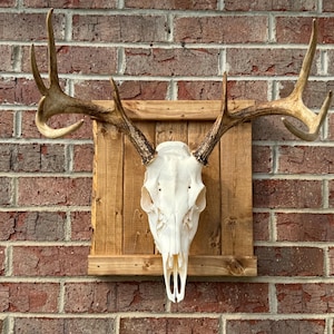 Rustic European Mount Wall Plaque- New and Improved Color
