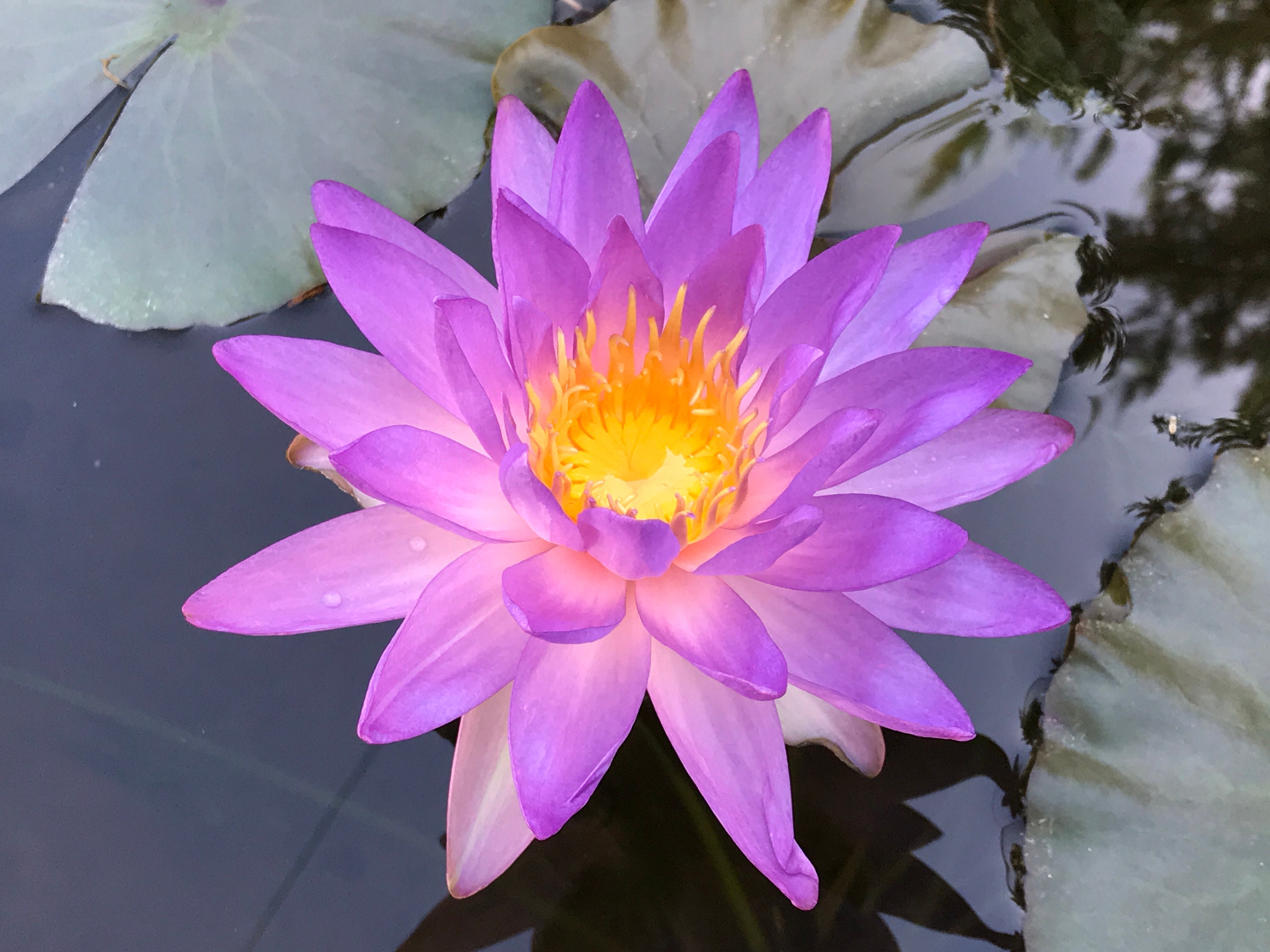 Purple Lucent Winter Hardy Blue Water Lily 