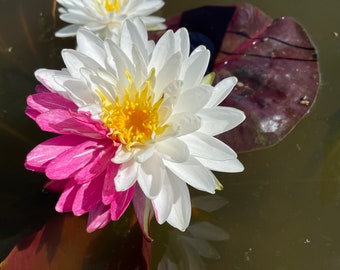 Nymphaea Jakkaphong