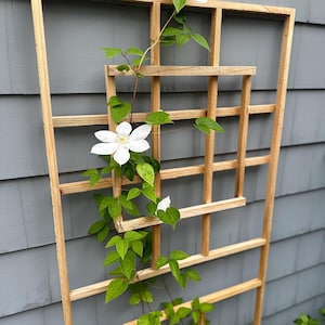 スクエアトレリスの建築計画
