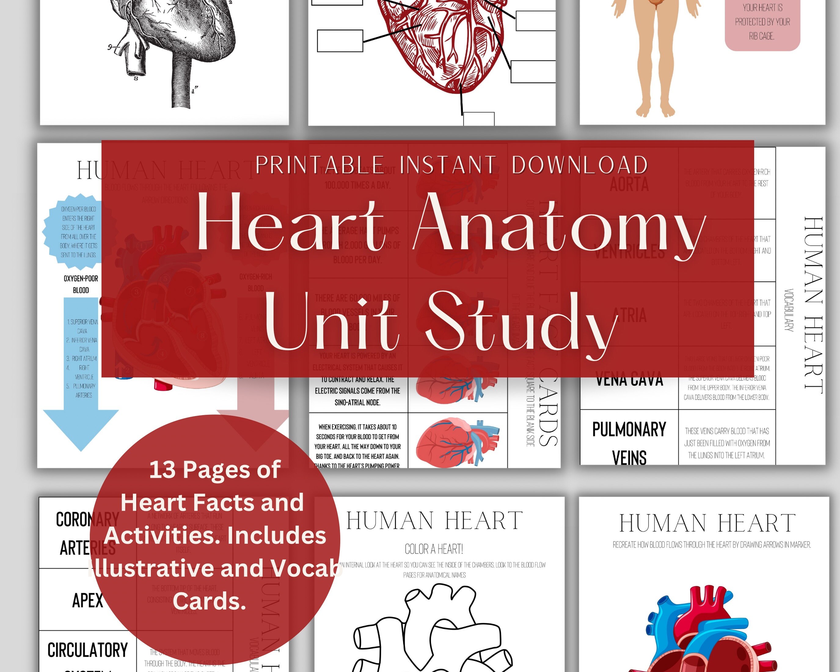 Printable Heart Anatomy Unit Study for Homeschool and - Etsy