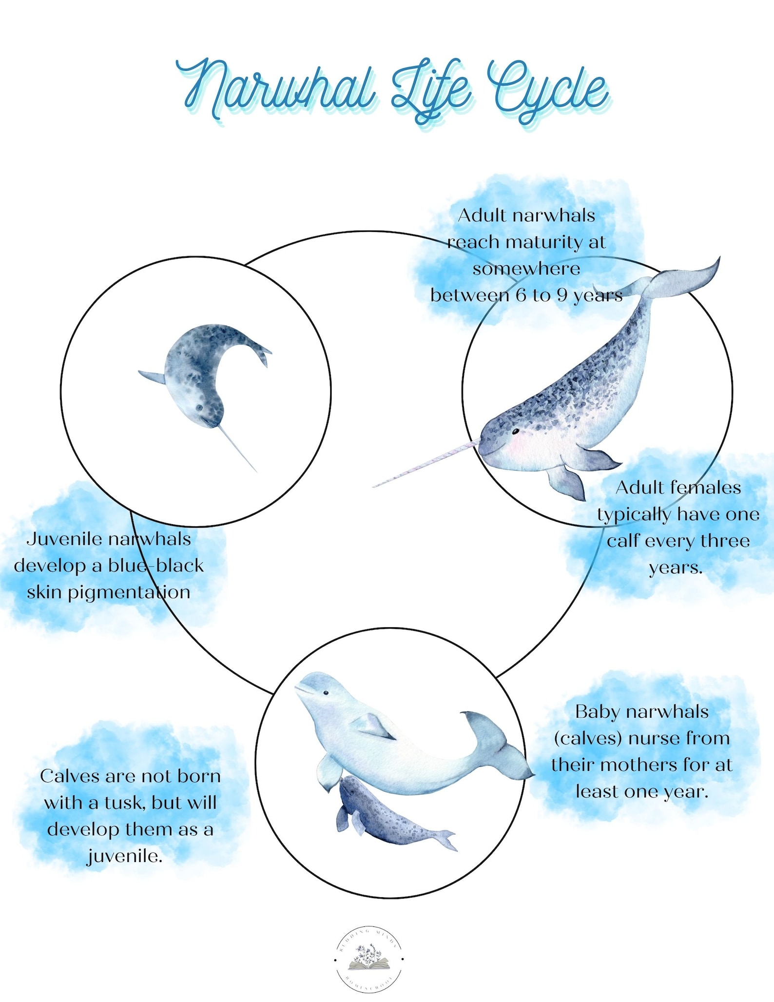Narwhal Life Cycle Printable Resources Homeschool Learning Kids narwhal-life-cycle-printable-resources-homeschool-learning-kids