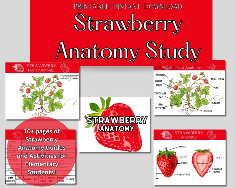 Printable Strawberry Anatomy Unit Study, Spring Botany Lesson