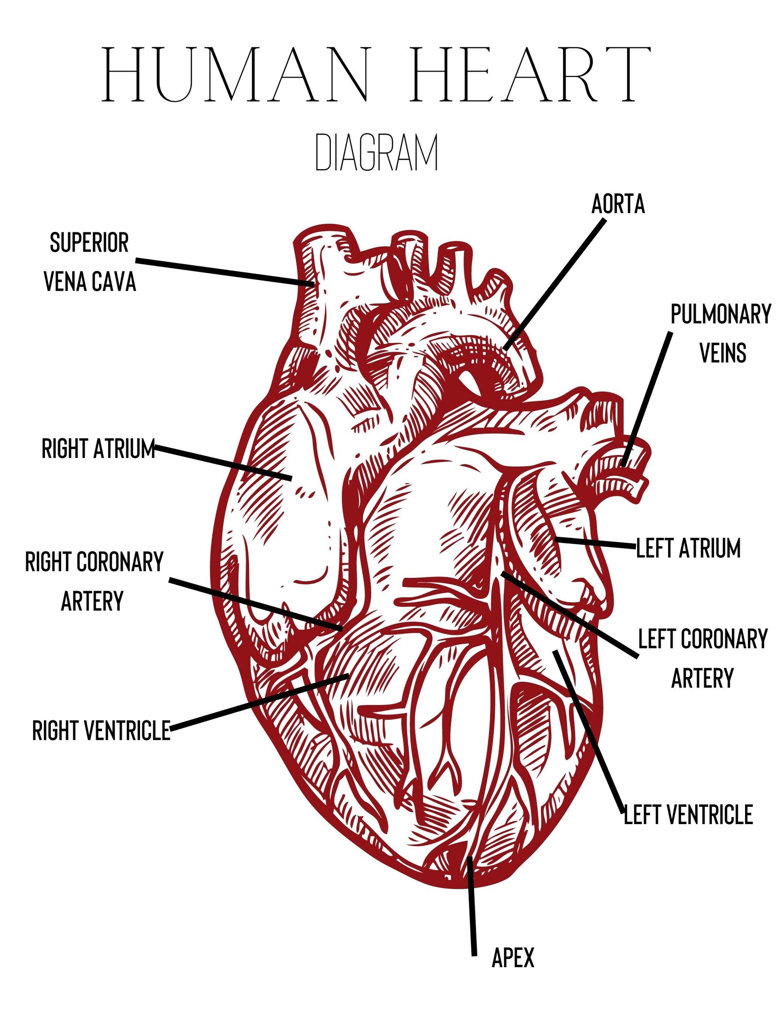 Printable Heart Anatomy Diagram With Memorization Activities for Study ...