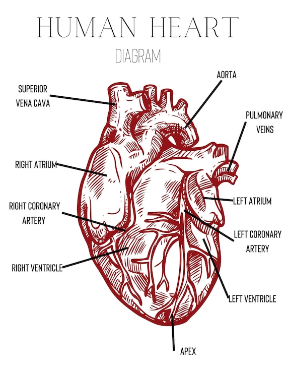 Coronary Artery Anatomy Diagram