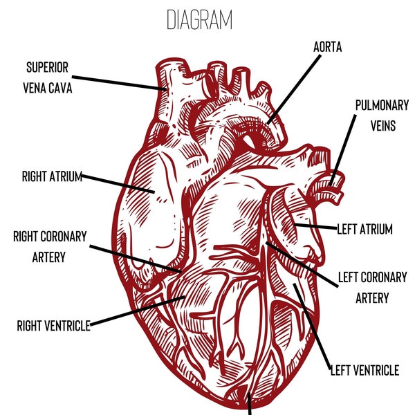 Printable Heart - Etsy