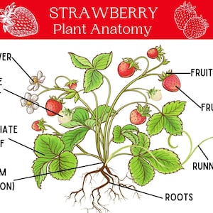 Printable Strawberry Anatomy Unit Study, Spring Botany Lesson