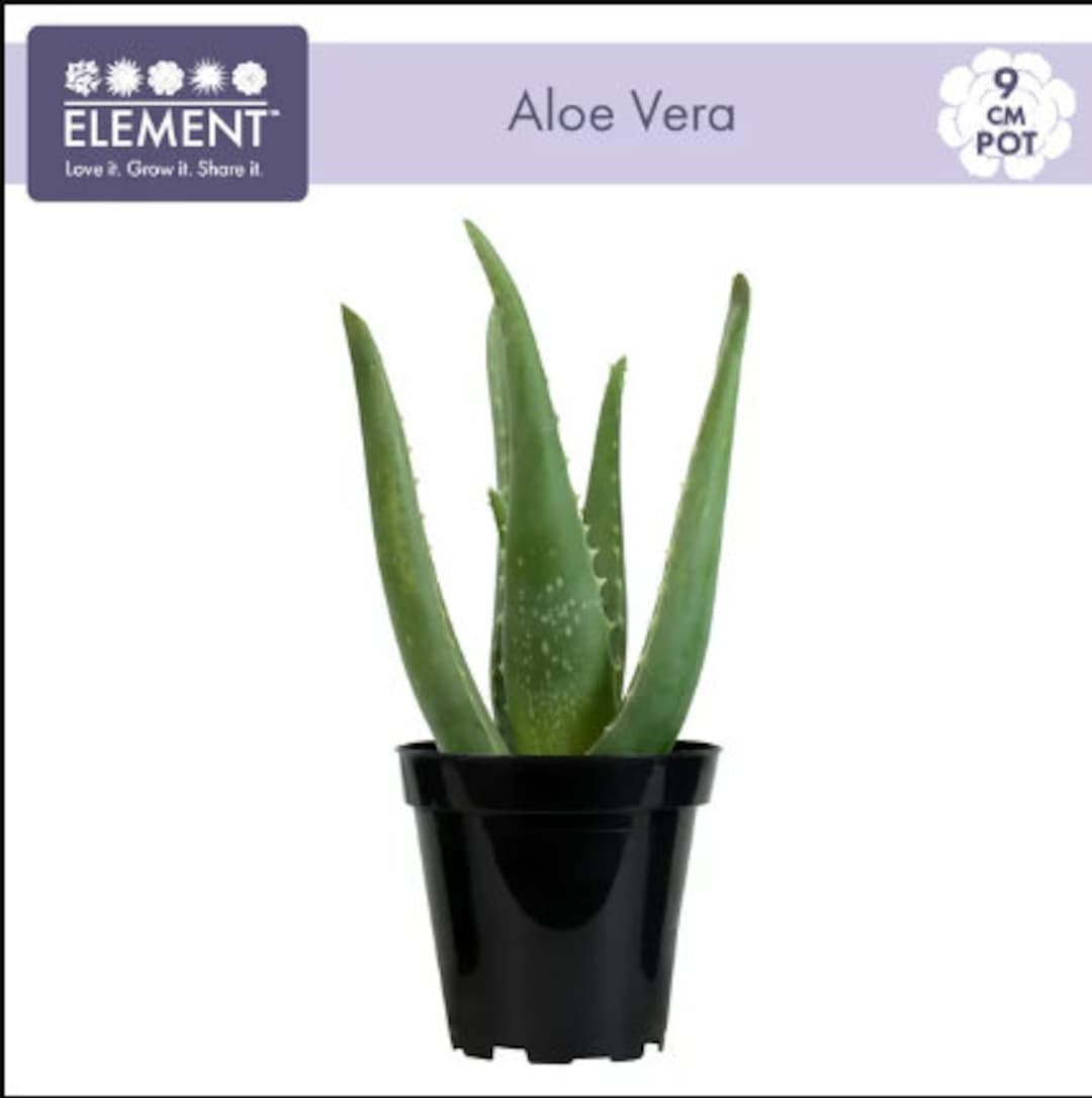 Element by Altman Plants 3.5" Aloe Vera Live Plant - Etsy