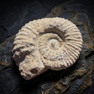 Puede incluir: Un espécimen de amonita fosilizada que presenta una estructura de concha en espiral enrollada con texturas acanaladas distintivas. El fósil es de color beige claro y bronceado, mostrando un diseño segmentado claro que se estrecha hacia el centro.