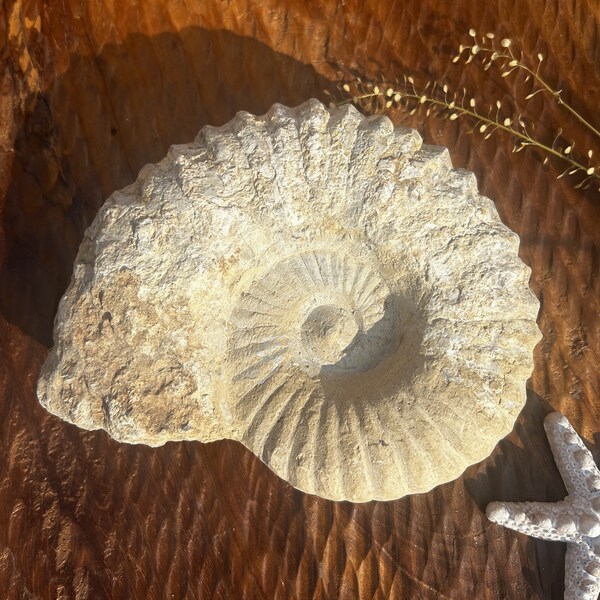 versteinerter Ammonit Ammoniten Gestein Deko echter fossiler Edelstein Dekostein Dekostück Kopffüßer