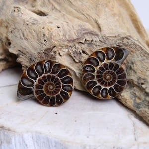 Peut inclure: Deux ammonites fossilisées avec un motif en spirale brun et noir. Les ammonites sont sur un morceau de bois flotté.