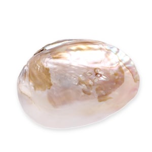 Mezza conchiglia di madreperla autentica con perle, ciotola decorativa, portasapone, portagioie