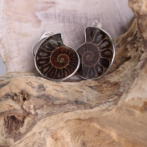 Peut inclure: Une paire de boucles d'oreilles en argent avec des coquillages d'ammonites fossilisés. Les ammonites sont brunes et présentent un motif en spirale. Les boucles d'oreilles sont suspendues à un morceau de bois flotté.
