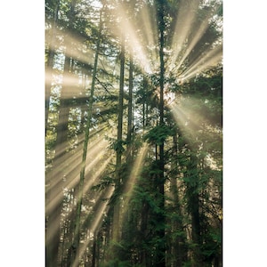Fotografie der goldenen Sonnenstrahlen, die durch Nebel und Bäume strahlen, Port Townsend, Washington, Misty Forest Sunrise