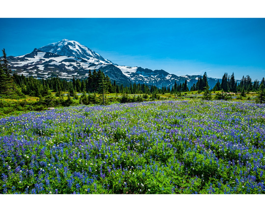 Photograph of Snow Covered Mt Rainier With Meadow of Late Summer ...