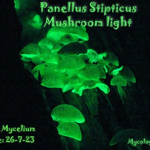 BIOLUMINISCENT MUSHROOM - Panellus Stipticus Seta Bioluminiscente, - Panellus Stipticus mycellium, pda, placa petri, culture 6CM