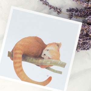 Carte postale | mignon panda rouge | Carte de vœux motif animalier | dessiné à la main | Format carré