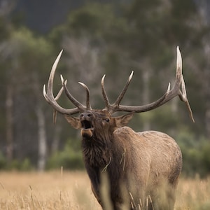 Elk / Bull Elk / Bull Elk Bugling / Yellowstone Wildlife / Wildlife Photography Art / Fine Art Print