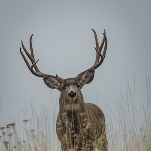 Mule Deer Buck / Mule Deer / Buck / Deer / Fine Art Print