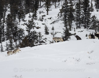 Yellowstone Wolves / Wapiti Pack / Wolf / Wolf Photo / Fine Art Print