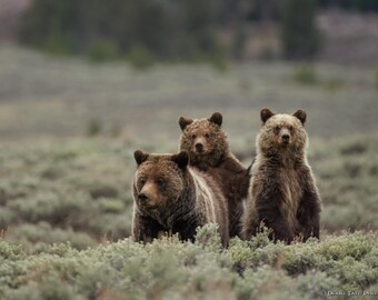 May include: Three brown grizzly bears in a field of green and grey vegetation. The bears are facing the camera, with two in front and one behind. The background is a blurred landscape.