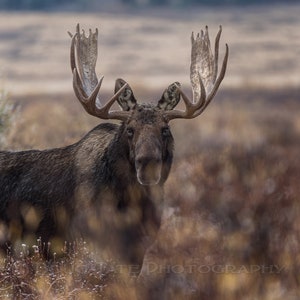 Moose / Shiras Moose / Bull Moose / Moose Art / Fine Art Print