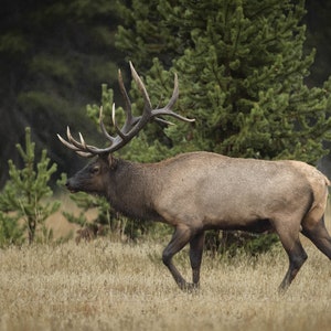 Elk / Bull Elk / Yellowstone Elk / Yellowstone Wildlife / Fine Art Print