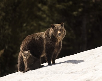 May include: A brown bear and her cub stand on a snowy hill. The bear is looking directly at the camera, while the cub is looking to the side. The background is a dark forest.