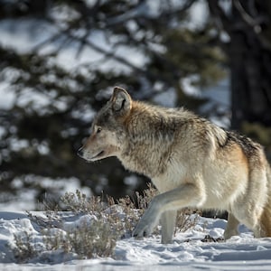 Canadian Gray Wolf / Yellowstone Wolf / Wolf / Wolf Photo / Wapiti Pack / Fine Art print