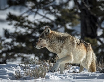 Yellowstone Wolf Photo Print, Canadian Gray Wolf, Wapiti Pack, Wildlife Photography