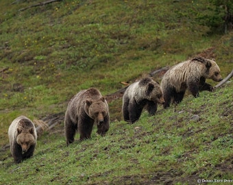 May include: Four brown grizzly bears ascending a grassy hillside. The bears have different shades of brown fur, and the hillside is covered in green grass. The bears are in a natural outdoor environment.