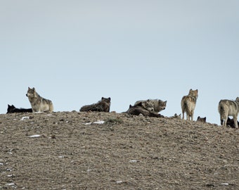 Yellowstone Wolves / Wapiti Pack / Wolf Photo / Wolf / Fine Art Print