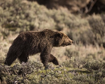 May include: A brown bear walks through a field of green and brown brush.
