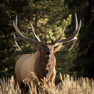 Alce maschio / Alce maschio che canta / Alce / Fauna selvatica di Yellowstone / Stampa artistica