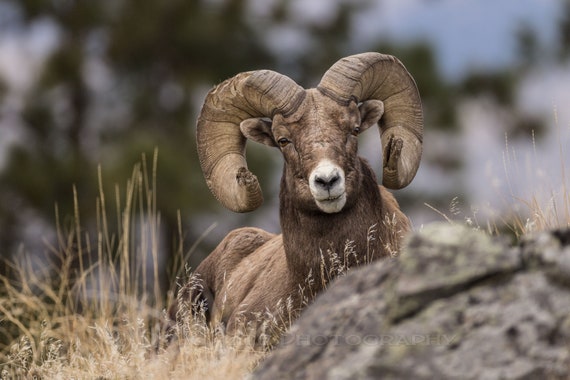 Rocky mountain sheep coats sale