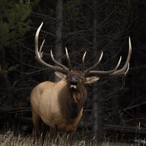 Alce maschio / Alce / Alce di Yellowstone / Fauna selvatica di Yellowstone / Stampa artistica
