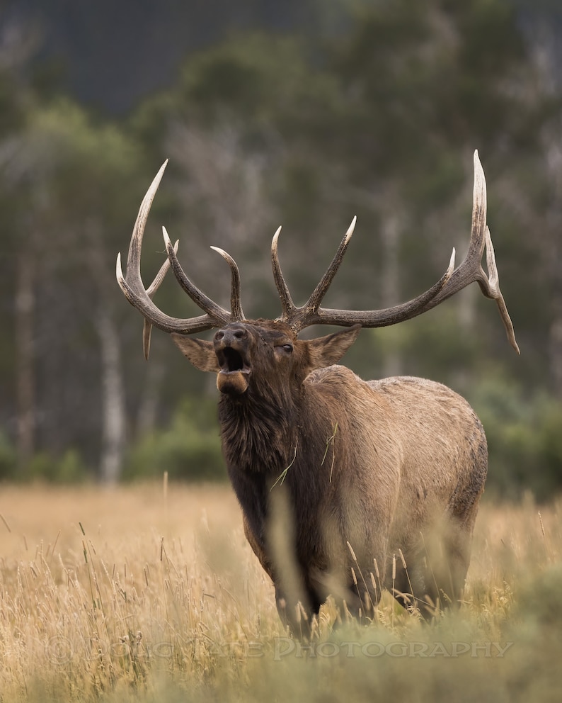 Elk / Bull Elk / Bull Elk Bugling / Yellowstone Wildlife / Wildlife