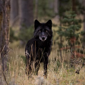 Canadian Gray Wolf / Yellowstone Wolf / Wolf / Wolf Photo / Wapiti Pack / Fine Art print
