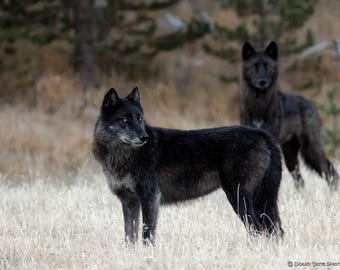 Yellowstone Wolves Photo Print, Black Wolves Fine Art, Wolf Photography