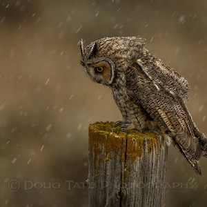 Owl Photography / Owl Photo/ Long eared Owl / Owl / Fine Art Print / Bird Photo