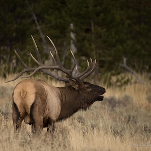 Alce / Alce maschio / Alce di Yellowstone / Fauna selvatica di Yellowstone / Stampa artistica
