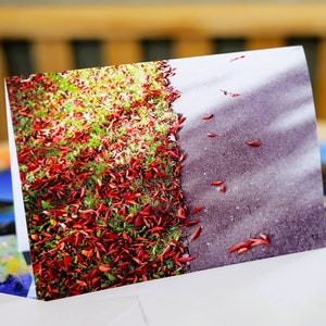 Carte de vœux feuilles d’automne rouges, vierge à l’intérieur | Carte de vœux vierge | Carte de vœux nature | Feuilles d’automne sur la route | Feuille | Taille A5